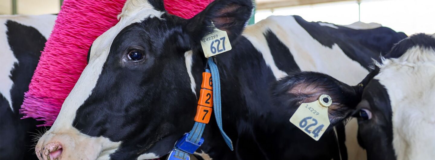 Wie sich DeLaval gegen Brustkrebs engagiert