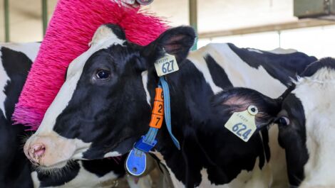 Wie sich DeLaval gegen Brustkrebs engagiert